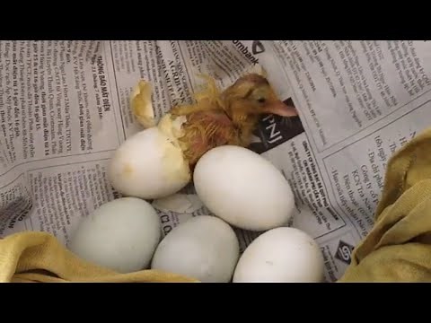 How to Raise Newly Hatched Ducklings At Home / How to Raise Ducklings Guide