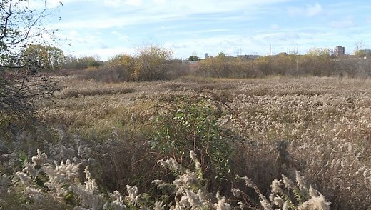 Amazon confirms they are pulling out of controversial wetlands development