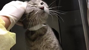 18 reactions · 33 shares | RESCUED BY SAVE A PET! FIONA - #A189142...