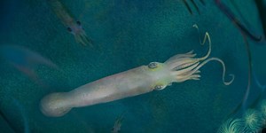 This extinct ten-armed fossil may be earliest known ancestor of vampire squid