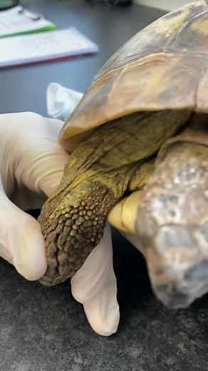 How to give an intramuscular injection in tortoises