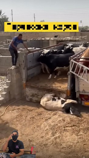 4.6K views · 12 reactions | Animals loading two much #animal #buffalo #cow | Tanisha life style | Facebook