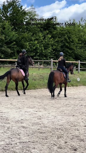Défi cheval : 2 allures différentes en restant à côté