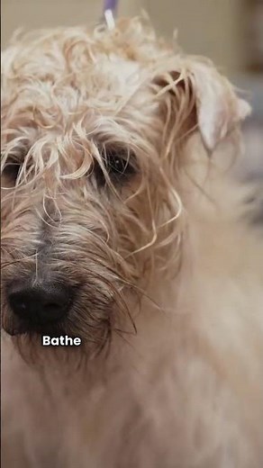 🐕 “Asthma Attack from Your Pet? The Hidden Danger of Dander & What to Do!”