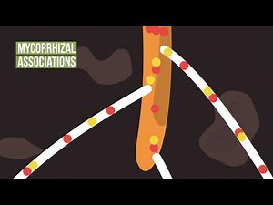 Soils are Alive Part 3: How do soil organisms affect plants?