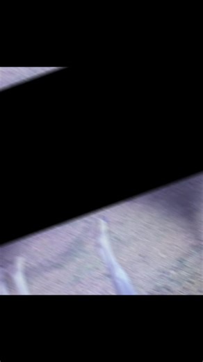 This beautiful boy is looking for his new home 😍 Ghost is 5yrs sportaloosa ready to go to the breakers. Located Yass NSW Please pm for details 🙂 #sportaloosa #horse #forsale