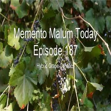 Momento Malum Today Episode 187 Hybrid Grape Genetics