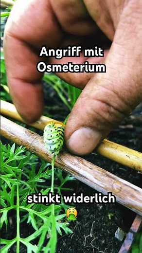 Schwalbenschwanz greift mit Osmeterium an. Buttersäure Geruch 🤮 #schwalbenschwanz #raupe #angriff