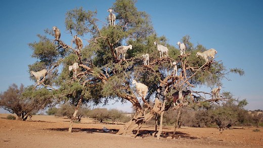 Argan trees in Morocco are famous for the oil they produce—and also because of the nimble goats that climb into the branches to eat their fruit. | National Geographic History