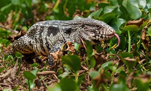 Ancient Goblin Lizard Shocks Scientists