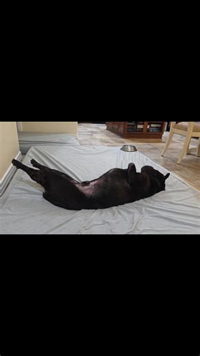 Tonight is the scariest night of the year, otherwise known as the "fall back" time change. I'm afraid Mom expects me to just sleep an extra hour and wait an extra hour for my breakfast, but I clearly won't survive that long. The only acceptable solution is to feed me two breakfasts - one at the old time and one at the new time so that my belly can adjust, but Mom can barely be trusted to feed me one breakfast. Love, Nuggy Fretting | Ruby Twosday and Cheyenne