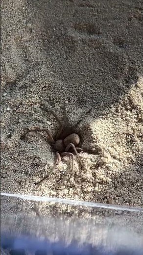 Digging spider (six eyed sand spider)