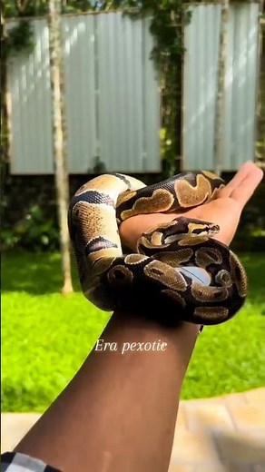 Why Ball Pythons Make Amazing Pets 🐍✨”