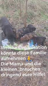 Lucky Dogs e.V. on Reels