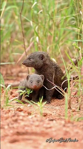 Mating pair Dwarf Mongoose (Helogale parvula) #mongoose #cute #kruger
