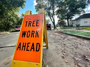 Tree Work Causes Road Closures In Cranford: Police