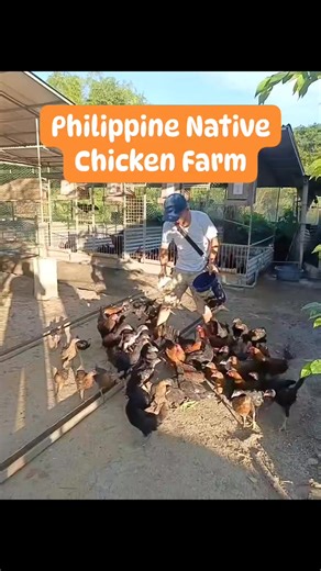 19K views · 425 reactions | Philippine Native Chicken Farm. ❤ | SirJuan Agriventure | Facebook