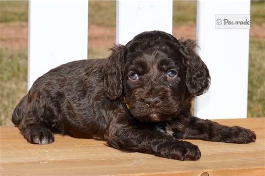 Faith - Cockapoo Puppy 75D838