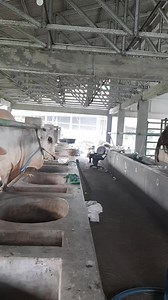 Sapi Qurban dan Sapi Jumbo: Info, Perawatan, dan Makna Qurban