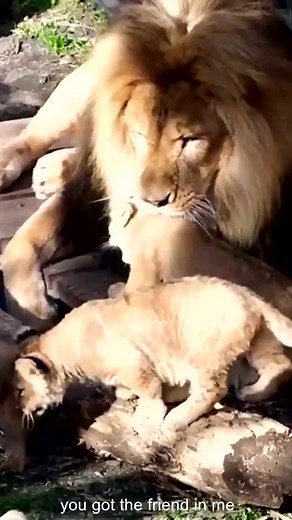 Little lion cub playing with dad! #shorts#baby#lion | The Lion