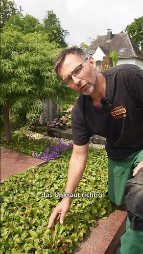 🌿 Die 3 besten Bodendecker für dein Grab – für ein gepflegtes & schönes Erscheinungsbild! 🌸