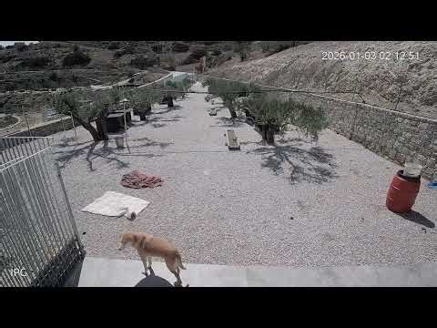 Security Cam Last Night: The Dogs Were Talking to Each Other - Takis Shelter