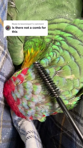 Expert Tips for Bird Preening and Feather Care