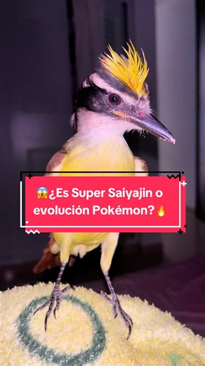 💥¿Es Super Saiyajin o evolución Pokémon?🔥 #paratiiiiiiiiiiiiiiiiiiiiiiiiiiiiiii #salpicón #viraltiktok #canto #humor