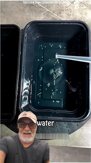 106K views · 156 reactions | This Is How Siamese Fighting Fish Are Bred! #fblifestyle | Boyaks Recipes | Facebook