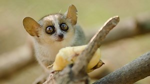 5 fascinating facts about the lemurs of Madagascar
