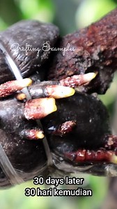 77K views · 1.7K reactions | How to rooting mango tree in 1 minute #shortvideo | Grafting Examples | Facebook