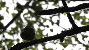 white wagtail (Motacilla alba) among the branches against a background of waving leaves and patches of light