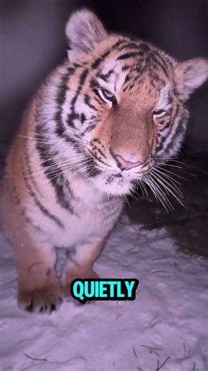 Found a Tiger in the Dark – What Happened Next Will Melt Your Heart #tiger #animals #animalrescue
