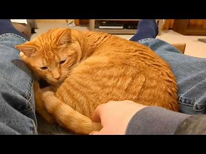 Cat reacts in this priceless way to human trying to take her tail