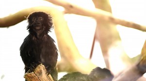 Bergen County Zoo in Van Saun Park is offering free admission until March