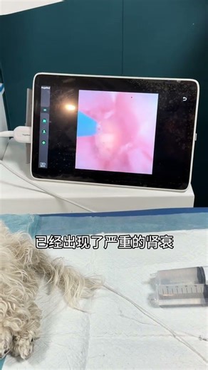 Male Dog Urination Woes: The Dilemma of Bladder Stones Explained