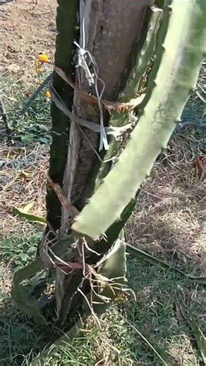 "🔥Palora Gold Dragon Fruit 🍍 Sweetest Yellow Dragon Fruit Ever!"