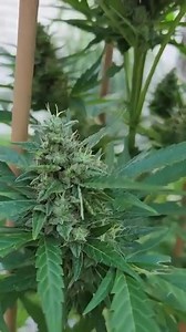 23 reactions | Cannabis  | A l i E n M E S S A G E ॐ | Facebook