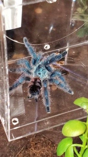 7.5K views · 90 reactions | Antilles pink toe tarantula ( Caribena versicolor ) #avicularia #caribena #caribenaversicolor #antillespinktoetarantula #pinktoetarantula #tarantulasoftheworld #tarantulasofinstagram #tarantula #tarantulas #tarantulalovers #tarantulakeeper #arachnids #arachnidlover #arachnidsofinstagram #arachnidkeepers #8legged #fanggang #8legs #exoticspecies #exoticpet #vexoticme #sling #spiderling #available #tarantulabreeder | Vexotic Me | Facebook