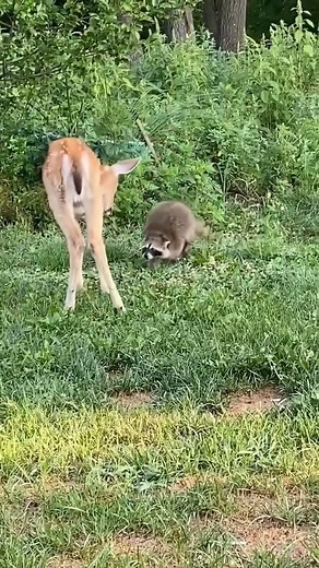 26K views · 70 reactions | Man gets surprise after rescuing baby deer from python…...#animal #rescue #deer #python #fyp #respec... | Roaming Wilderness | Facebook