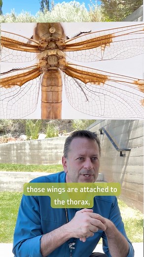 101 reactions · 12 shares |  Can you name that bug before NHMU’s Executive Director and Entomologist Dr. Jason Cryan does? 者荒曆 See all these bugs and more at NHMU’s BUGfest on August 12 & 13. We’ll be showcasing our spectacular entomology collection, introducing new tasty recipes at our BUGbar, and hosting special guests speakers all weekend. Reserve your tickets today! https://bit.ly/43Hj0XT | Natural History Museum of Utah | Facebook