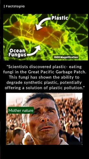 Scientists Discover Plastic Eating Fungi in The Great Pacific Garbage Patch