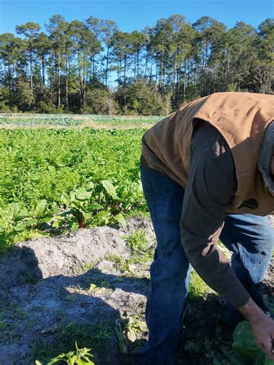 Fresh Cabbage from the Farm: A Local Harvest