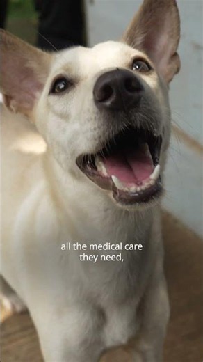 A new life after rescue: Indonesia's dog meat trade