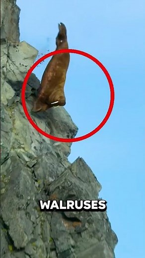 Walruses JUMPING off Cliffs 😱😢