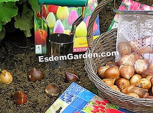 Kako posaditi dalije: ispravne akcije 🌿 Sve O Vrtu I Vrt Dizajn - 2025