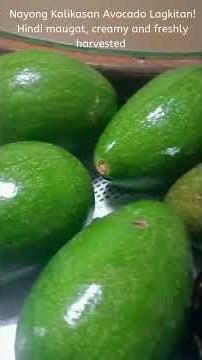 Sustainable Organic Farming and Delicious Lagkitan Avocados