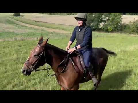 🐴 12yo Appaloosa X Mare – Experienced Fun Ride & Hunting All-Rounder