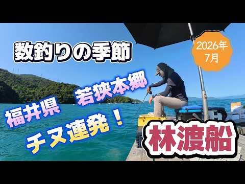 筏からのチヌ、数釣りの季節！2026.7福井県、若狭本郷、林渡船の筏からかかり釣りでチヌの数釣りを狙います。