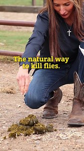 Fly Predators® are a biologic control that offers a SAFE and effective option for eliminating flies from your farm! ​ A non-toxic approach.​ No need to use harsh chemicals. ​ Safe for all animals and children.​ ​Get ahead of the flies, and order now: https://www.spalding-labs.com/contact | Spalding Labs